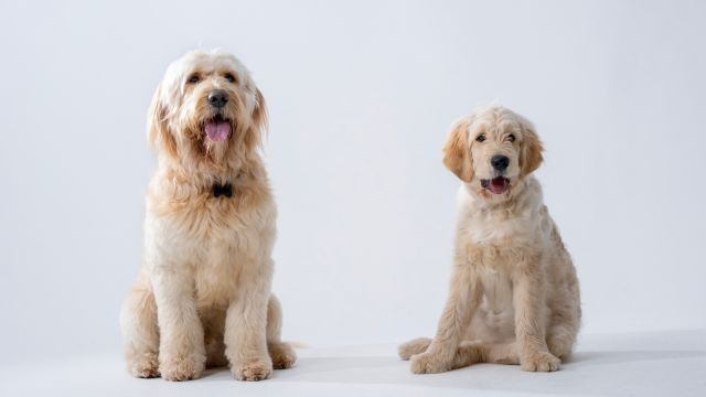 Canine Stars Announced as Tickets Go On Sale for Annie
