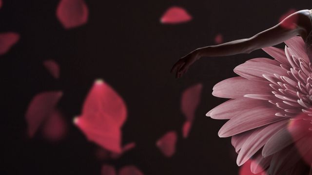 Bloom Ballet Gala