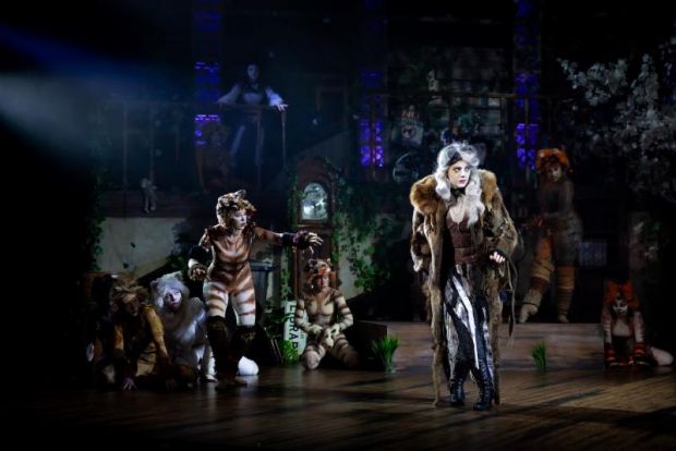 Willoughby Theatre Company Brings Purr-fect Production of CATS to The  Concourse! - Willoughby Living